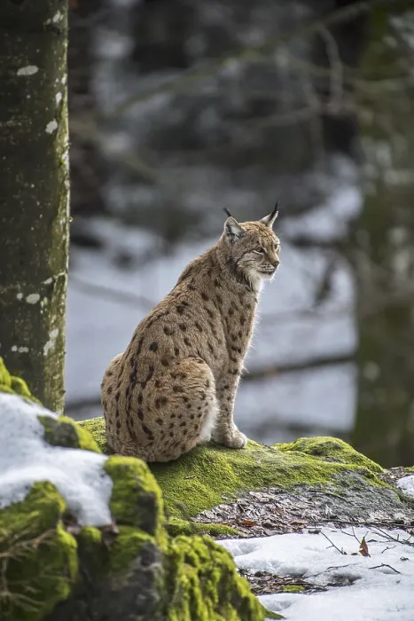 Framed Print : Eurasian lynx (Lynx lynx) sitting on rock in the snow in winter