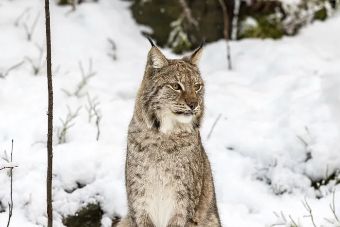 Framed Print : Eurasian lynx, Lynx lynx, sitting in the snow in Norway