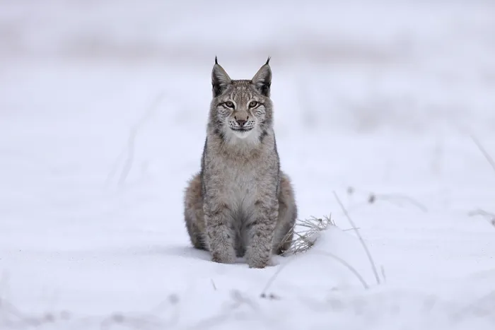 Framed Print : Eurasian lynx (Lynx lynx) sitting on a snowy meadow