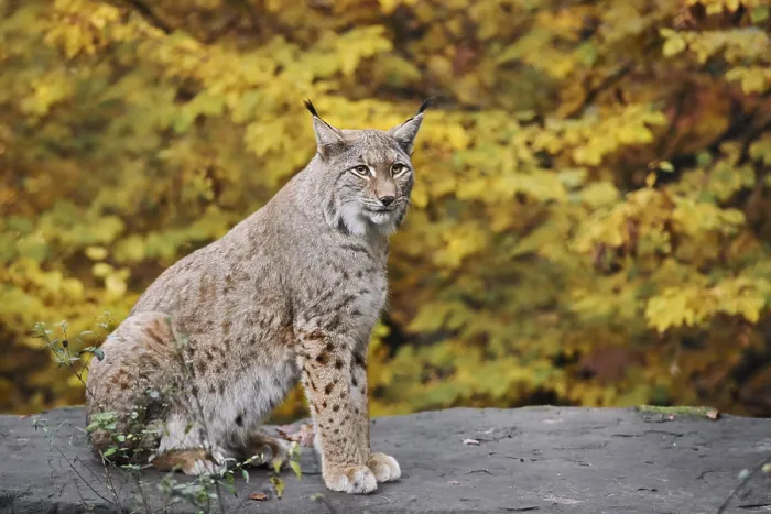 Framed Print : Eurasian lynx (Lynx lynx) sitting on a stone in autumn Framed Print : Eurasian lynx (Lynx lynx) sitting on a stone in autumn