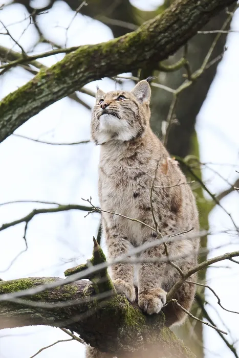 Framed Print : Eurasian lynx (Lynx lynx) sitting on a tree