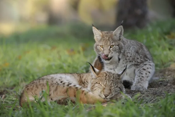 Framed Print : Eurasian Lynx (Lynx lynx) one sleeping and one playful cub