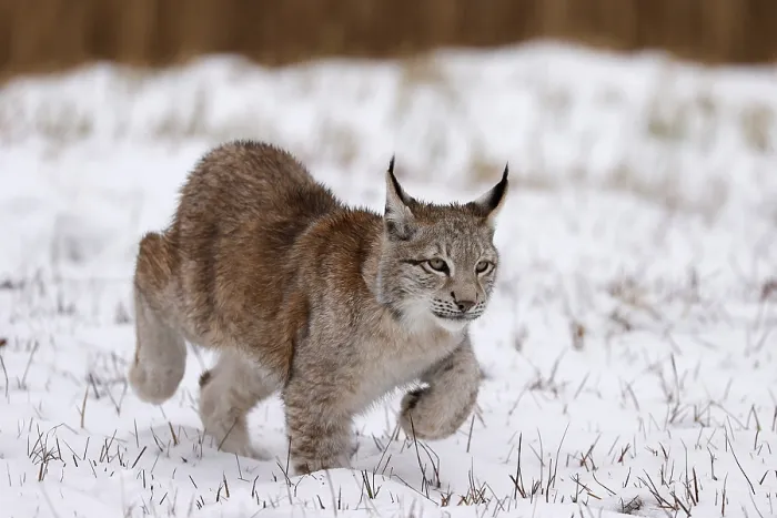 Framed Print : Eurasian lynx (Lynx lynx) sneaking up on a snowy meadow
