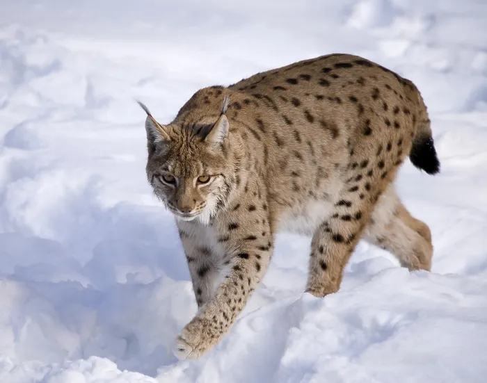 Framed Print : Eurasian Lynx (Lynx lynx) in the snow