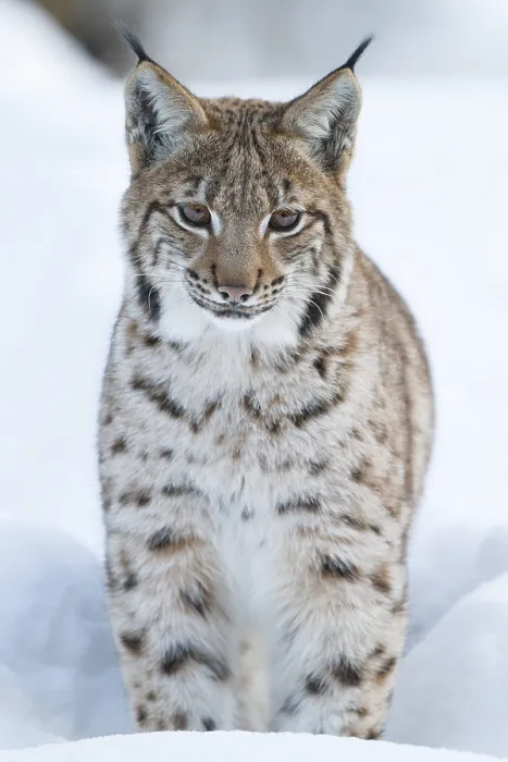 Framed Print : Eurasian lynx (lynx lynx), snow Framed Print : Eurasian lynx (lynx lynx), snow