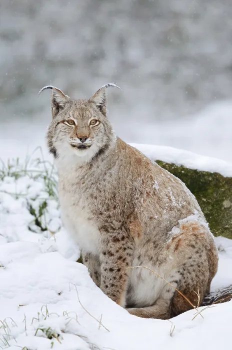 Framed Print : Eurasian lynx (Lynx lynx) in the snow