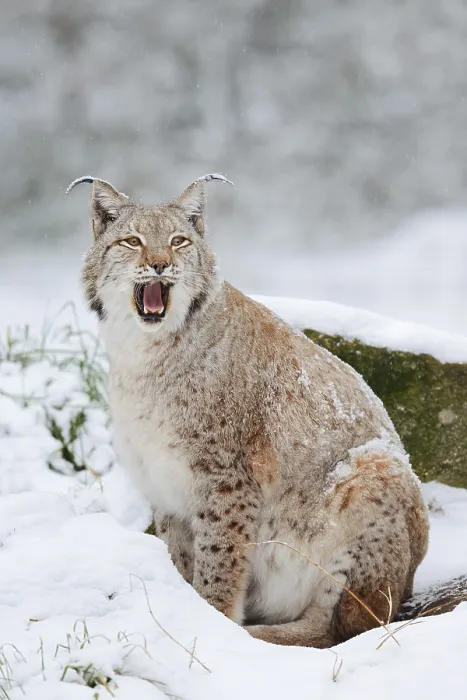 Framed Print : Eurasian lynx (Lynx lynx) in the snow Framed Print : Eurasian lynx (Lynx lynx) in the snow