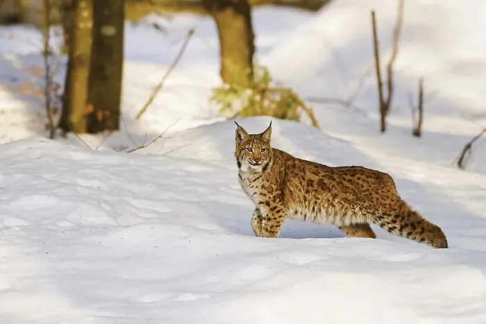 Framed Print : Eurasian lynx (Lynx lynx) in the snow in winter Framed Print : Eurasian lynx (Lynx lynx) in the snow in winter