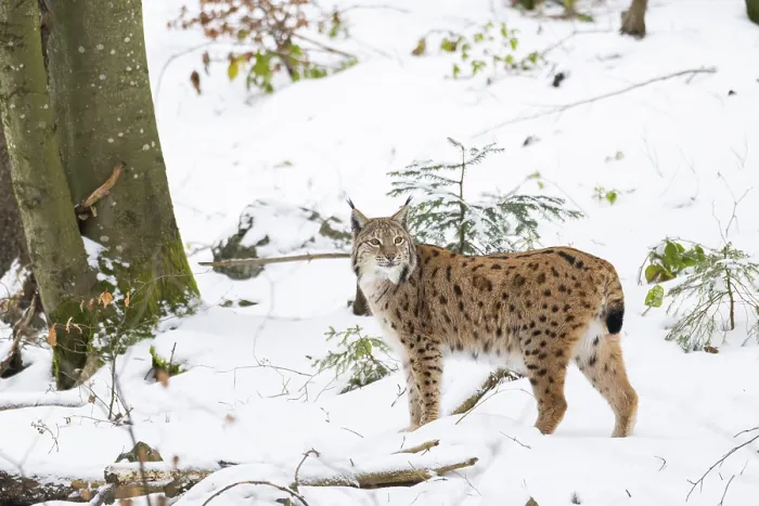 Framed Print : Eurasian lynx (Lynx lynx) standing in a forest in winter