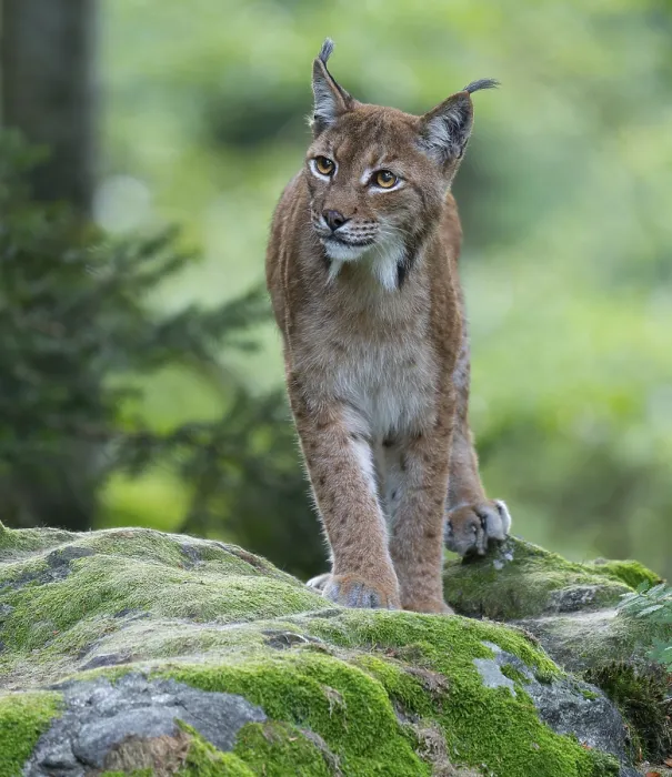 Framed Print : Eurasian lynx (Lynx lynx) standing on a moss-covered rock in the forest and looking attentively