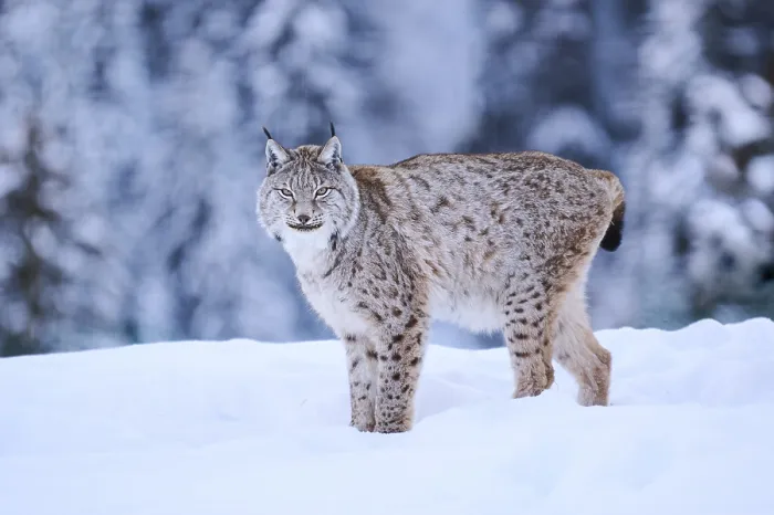 Framed Print : Eurasian lynx (Lynx lynx) standing in the snow