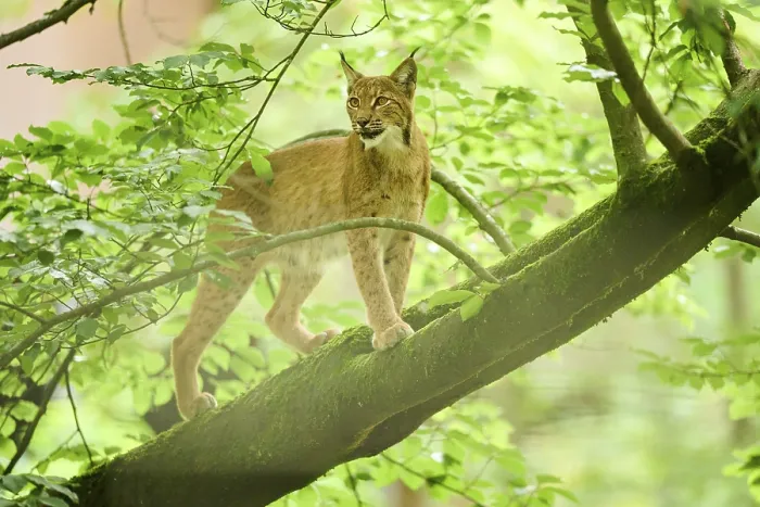 Framed Print : Eurasian lynx (Lynx lynx) standing on a tree in a forest