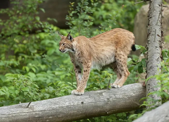 Framed Print : Eurasian lynx (Lynx lynx) standing on a tree trunk and looking attentively Framed Print : Eurasian lynx (Lynx lynx) standing on a tree trunk and looking attentively