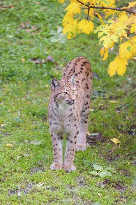 Framed Print : A Eurasian lynx (Lynx lynx) stands on a green meadow