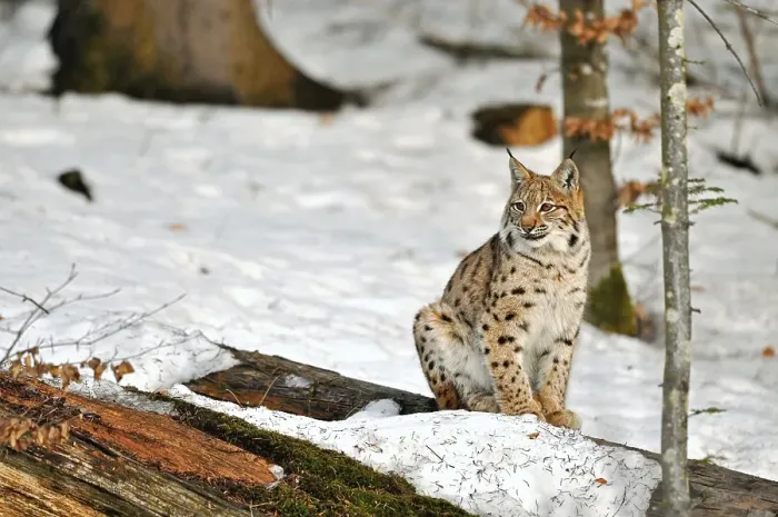 Framed Print : Eurasian lynx (Lynx lynx) on tree trunk in the snow in winter Framed Print : Eurasian lynx (Lynx lynx) on tree trunk in the snow in winter