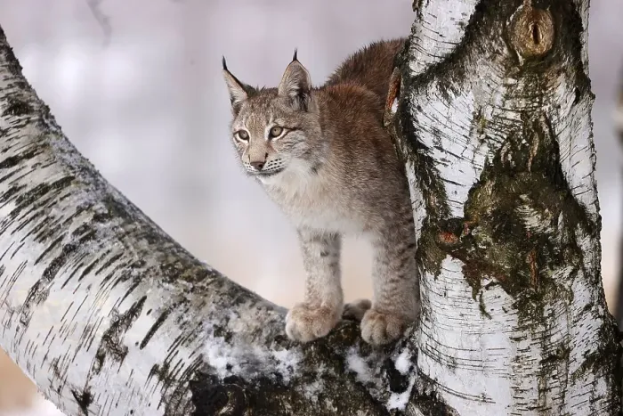 Framed Print : Eurasian lynx (Lynx lynx) on a tree in winter Framed Print : Eurasian lynx (Lynx lynx) on a tree in winter