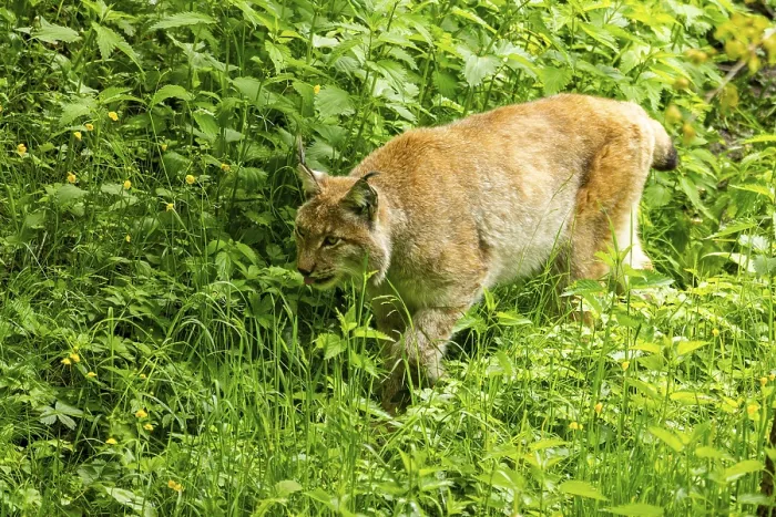 Framed Print : Eurasian lynx (Lynx lynx) walking through a forest Framed Print : Eurasian lynx (Lynx lynx) walking through a forest