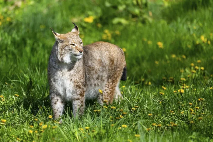 Framed Print : Eurasian lynx (Lynx lynx), walking on a meadow Framed Print : Eurasian lynx (Lynx lynx), walking on a meadow