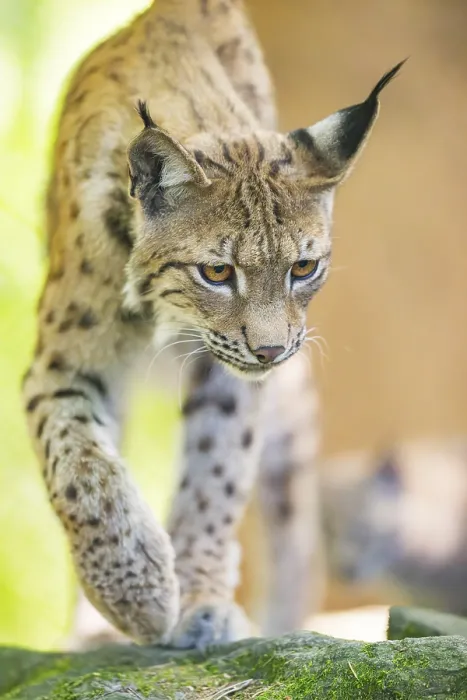 Framed Print : Eurasian lynx (Lynx lynx) walking on a rock in a forest Framed Print : Eurasian lynx (Lynx lynx) walking on a rock in a forest