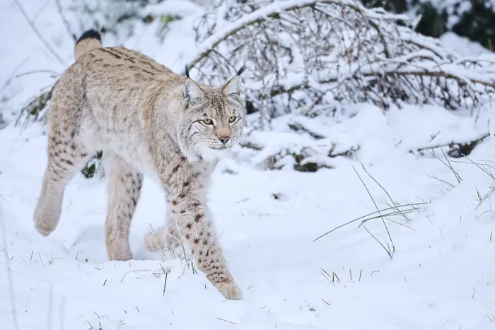 Framed Print : Eurasian lynx (Lynx lynx) walking in the snow