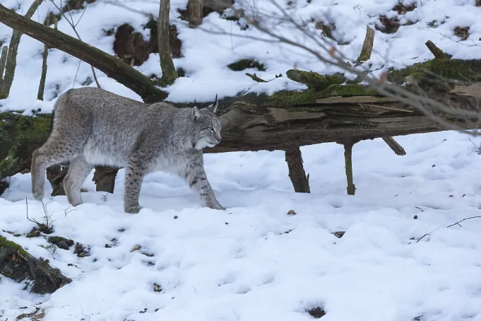 Framed Print : One Eurasian lynx, Lynx lynx, walking in snow covered forest on hilly ground