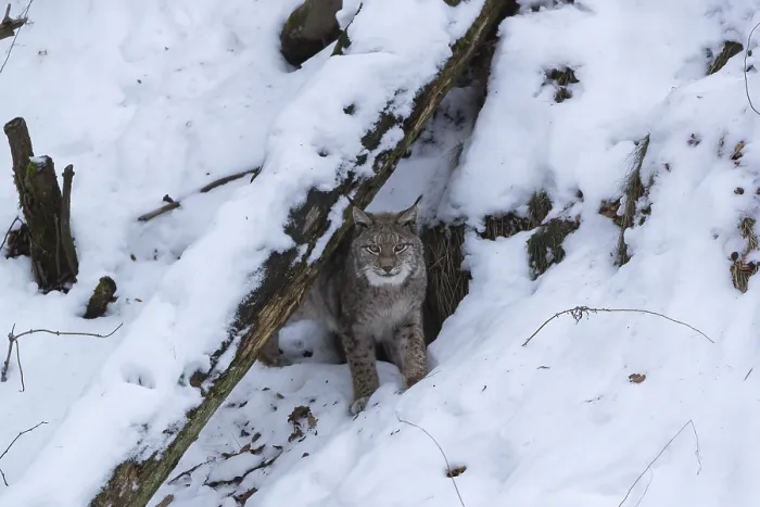 Framed Print : One Eurasian lynx, Lynx lynx, walking in snow covered forest on hilly ground