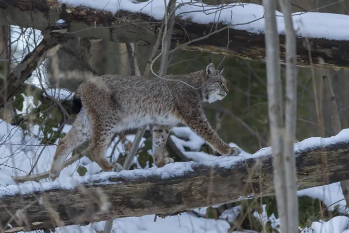 Framed Print : One Eurasian lynx, Lynx lynx, walking in snow covered forest on hilly ground