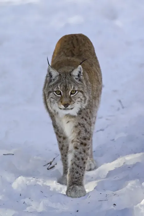 Framed Print : Eurasian lynx (Lynx lynx) walking in the snow in winter