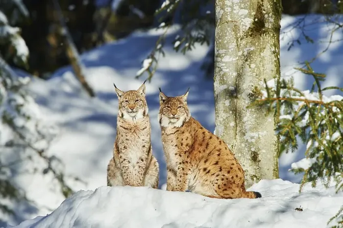 Framed Print : Eurasian lynx (Lynx lynx) in winter Framed Print : Eurasian lynx (Lynx lynx) in winter