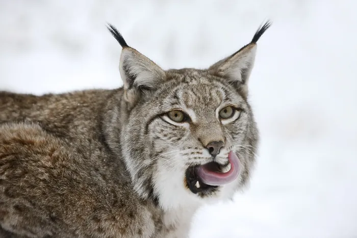 Framed Print : Eurasian lynx (Lynx lynx) in winter