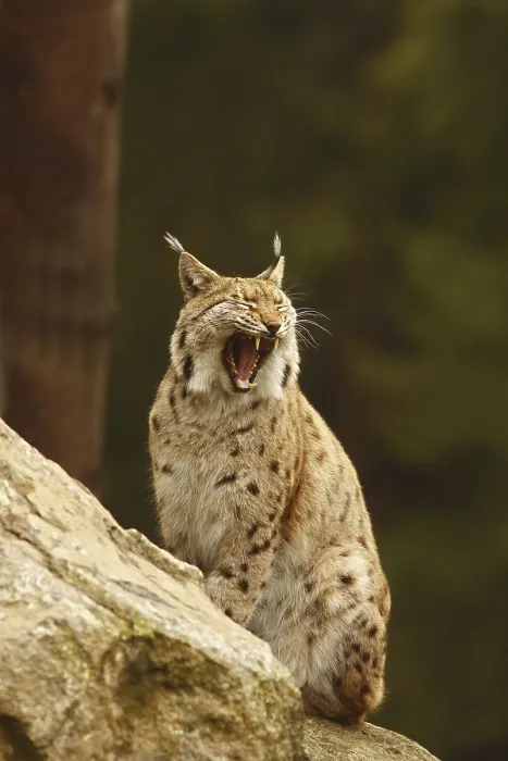 Framed Print : Eurasian Lynx (lynx lynx), yawning Framed Print : Eurasian Lynx (lynx lynx), yawning