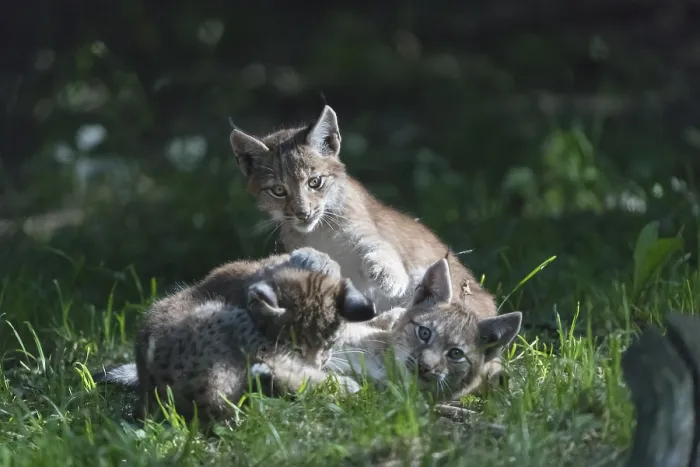 Framed Print : Eurasian lynx, Lynx lynx. Three young animals playing in green grass with a dark forest in the background