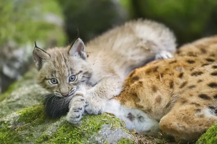 Framed Print : Eurasian lynx (Lynx lynx) youngster (cub) playing with the tail of its mother in a forest Framed Print : Eurasian lynx (Lynx lynx) youngster (cub) playing with the tail of its mother in a forest