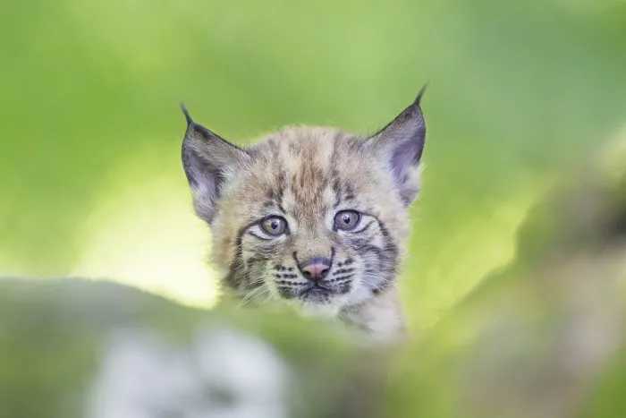 Framed Print : Eurasian lynx (Lynx lynx) youngster (cub) on a rock in a forest