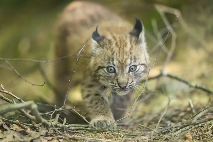 Framed Print : Eurasian lynx (Lynx lynx) youngster (cub) walkking in a forest Framed Print : Eurasian lynx (Lynx lynx) youngster (cub) walkking in a forest