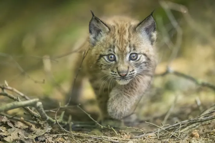 Framed Print : Eurasian lynx (Lynx lynx) youngster (cub) walkking in a forest Framed Print : Eurasian lynx (Lynx lynx) youngster (cub) walkking in a forest