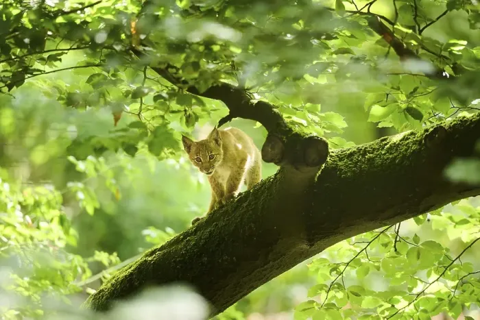 Framed Print : Eurasian lynx (Lynx lynx) youngster standing on a tree in a forest