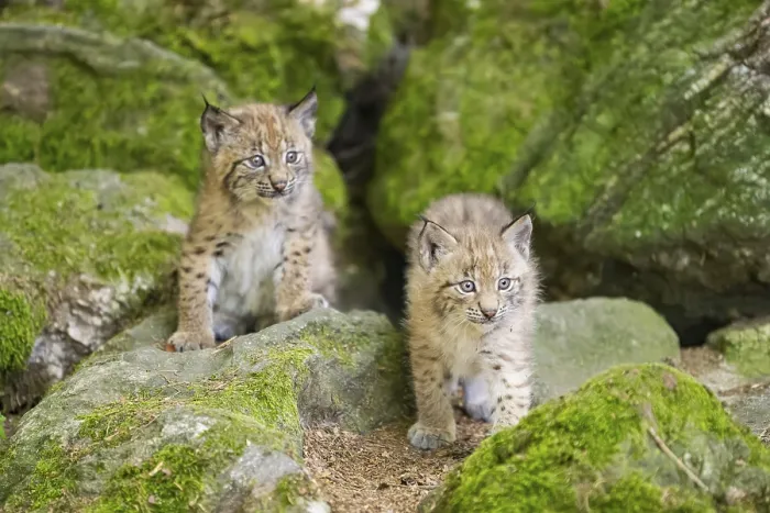 Framed Print : Eurasian lynx (Lynx lynx) youngsters (cubs) on a rock in a forest