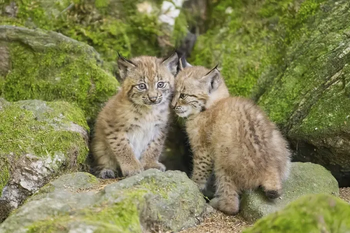 Framed Print : Eurasian lynx (Lynx lynx) youngsters (cubs) on a rock in a forest