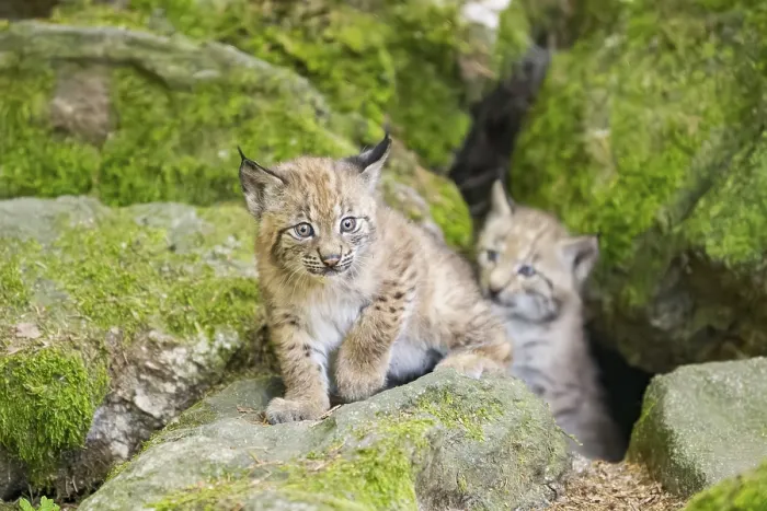 Framed Print : Eurasian lynx (Lynx lynx) youngsters (cubs) on a rock in a forest Framed Print : Eurasian lynx (Lynx lynx) youngsters (cubs) on a rock in a forest