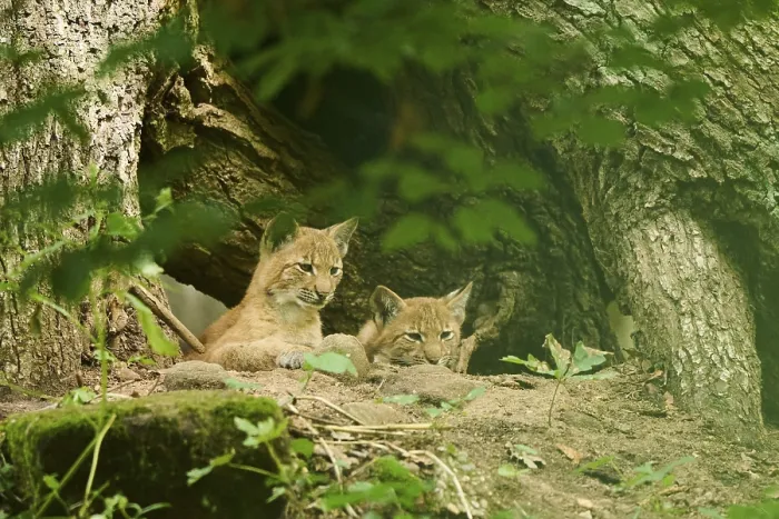 Framed Print : Eurasian lynx (Lynx lynx) youngsters lying in a forest