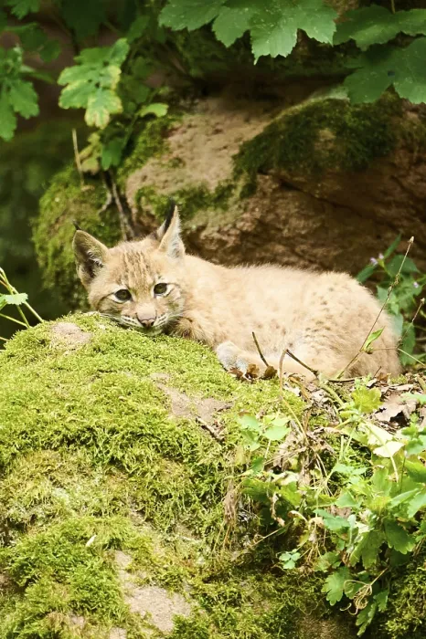 Framed Print : Eurasian lynx (Lynx lynx) youngsters on a rock