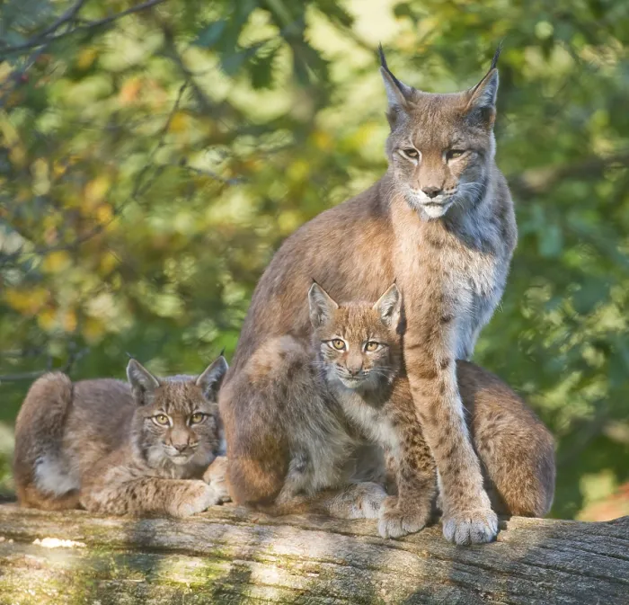 Framed Print : Eurasian Lynx or Northern Lynx (Lynx lynx)