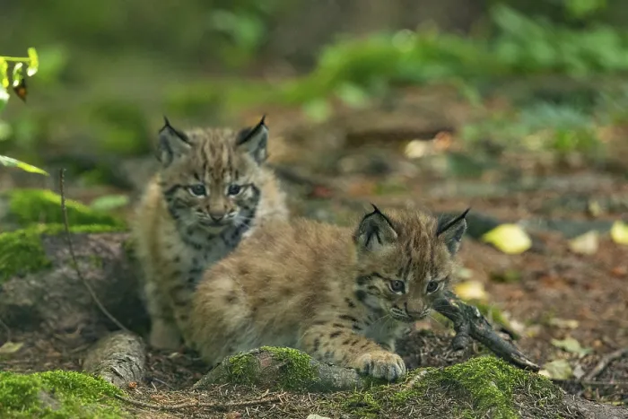 Framed Print : Eurasian lynx, northern lynx (Lynx lynx)