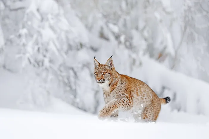Framed Print : Eurasian Lynx walking, wild cat in the forest with snow