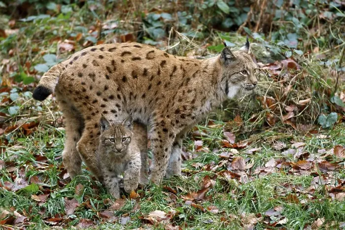 Framed Print : Eurasian lynxes (Lynx lynx), dam with kittens