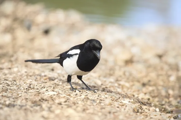 Framed Print : Eurasian magpie in nature