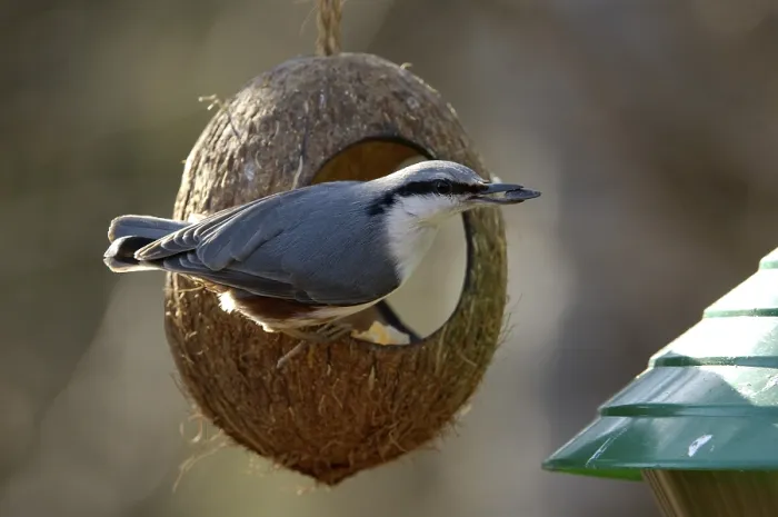 Framed Print : Eurasian Nuthatch on bird feeder