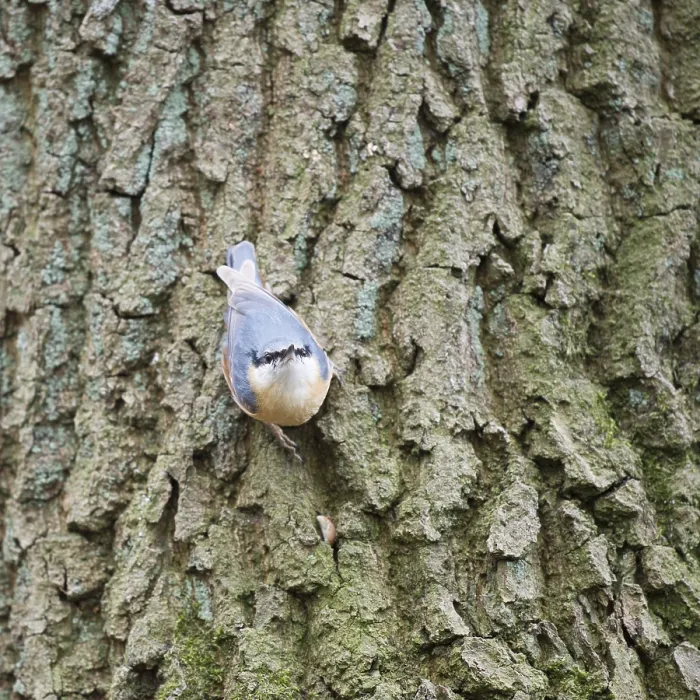 Framed Print : Eurasian nuthatch climbing in tree Framed Print : Eurasian nuthatch climbing in tree