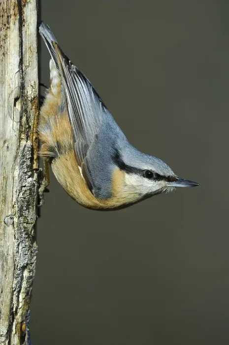 Framed Print : Eurasian Nuthatch (Sitta europaea) Framed Print : Eurasian Nuthatch (Sitta europaea)